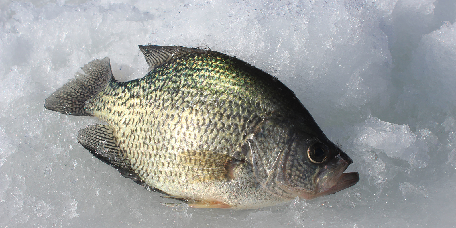 Crappie Lake Oahe Slab 2017